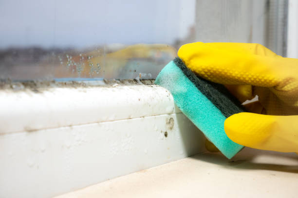 Office Mold Removal Services in Elk Grove Village, IL