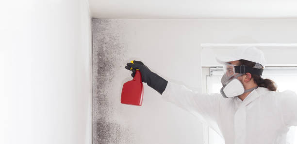 Best Attic Mold Removal  in Elk Grove Vlage, IL