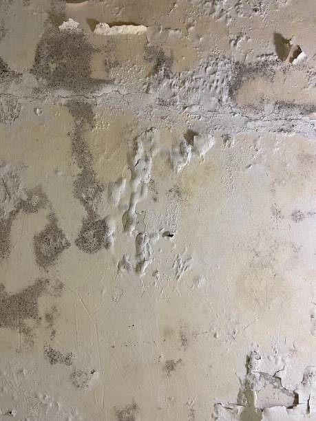 Mold Testing and Removal in Elk Grove Village, IL