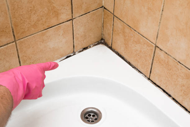 Crawl Space Mold Removal in Elk Grove Village, IL